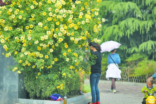 五一期间郑州最高29℃ 月季花展今日开幕