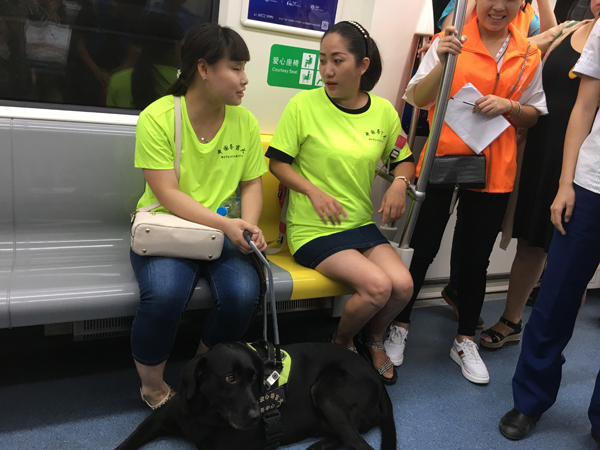 “我是您的眼 主人请跟我走” 三只导盲犬现身郑州地铁