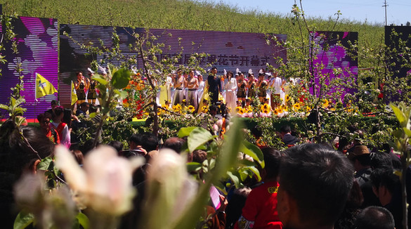 中国首届苹果花节在河南灵宝启幕 3万余名游客徜徉花海