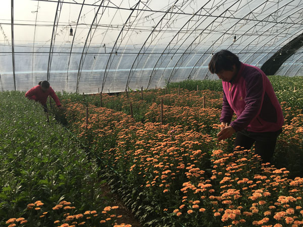河南鹤壁淇滨区：花卉种植成开启扶贫之路的“金钥匙”